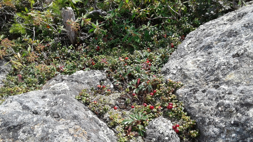 Alpine plants: Mountain Cranberry (Credit: WillAnne)