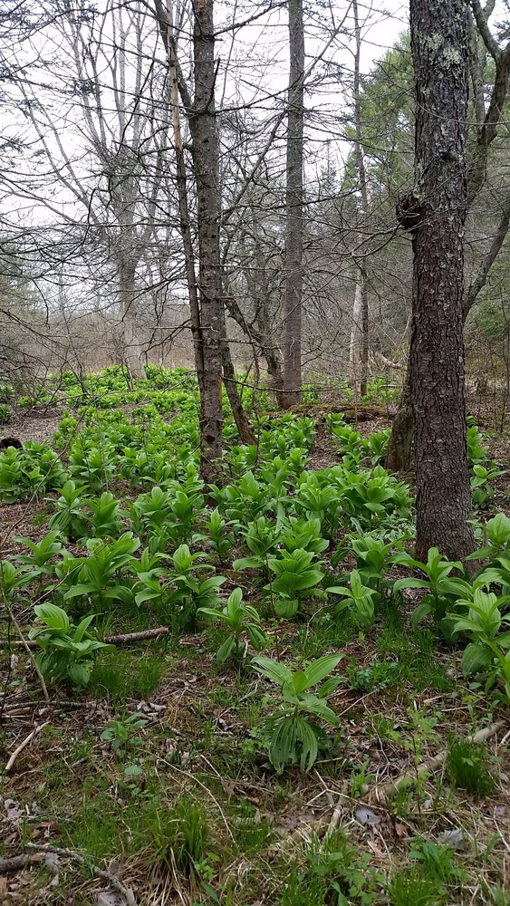 Trout Brook Preserve Trails Maine Trail Finder
