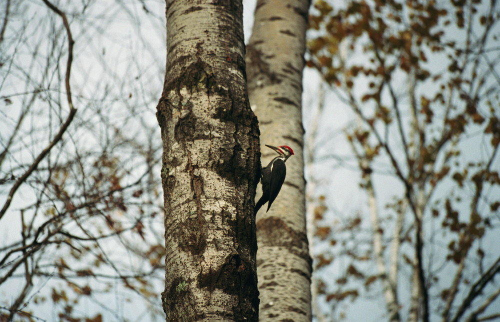 Pileated Woodpecker on the River Pond Nature Trail (Credit: Evan Watson)