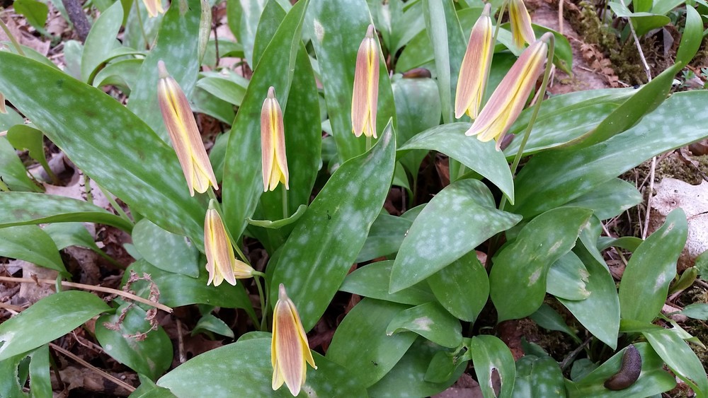 Trout Brook Preserve Trails Maine Trail Finder