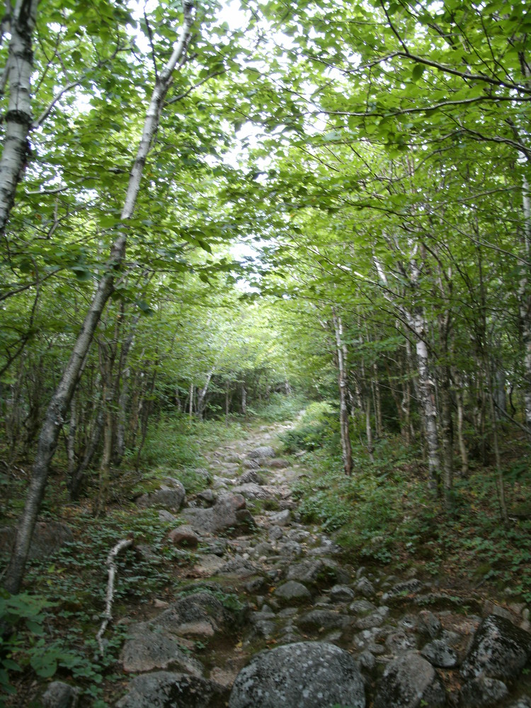 A. Murray Young Path Before Descent (Credit: National Park Service)