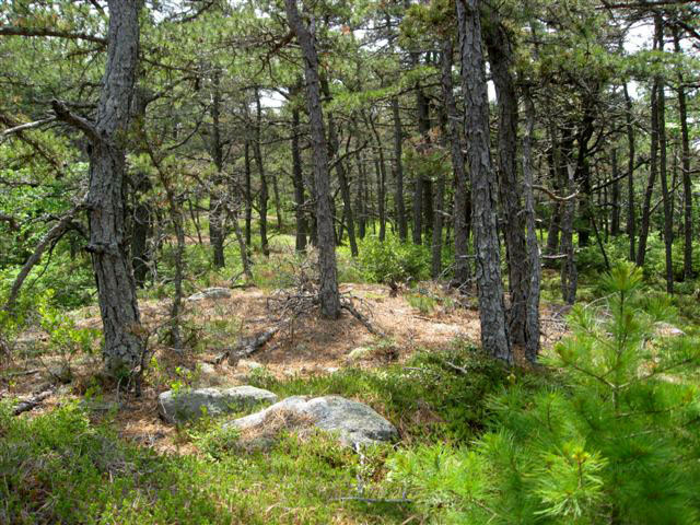 Pitch Pine Woodland (Credit: The Nature Conservancy)