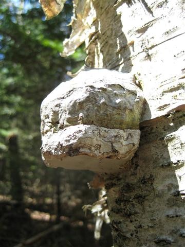 Shelf Fungus (Credit: Midcoast Conservancy)