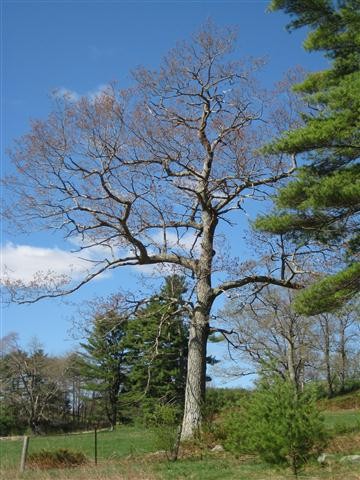 Oak Tree (Credit: Midcoast Conservancy)