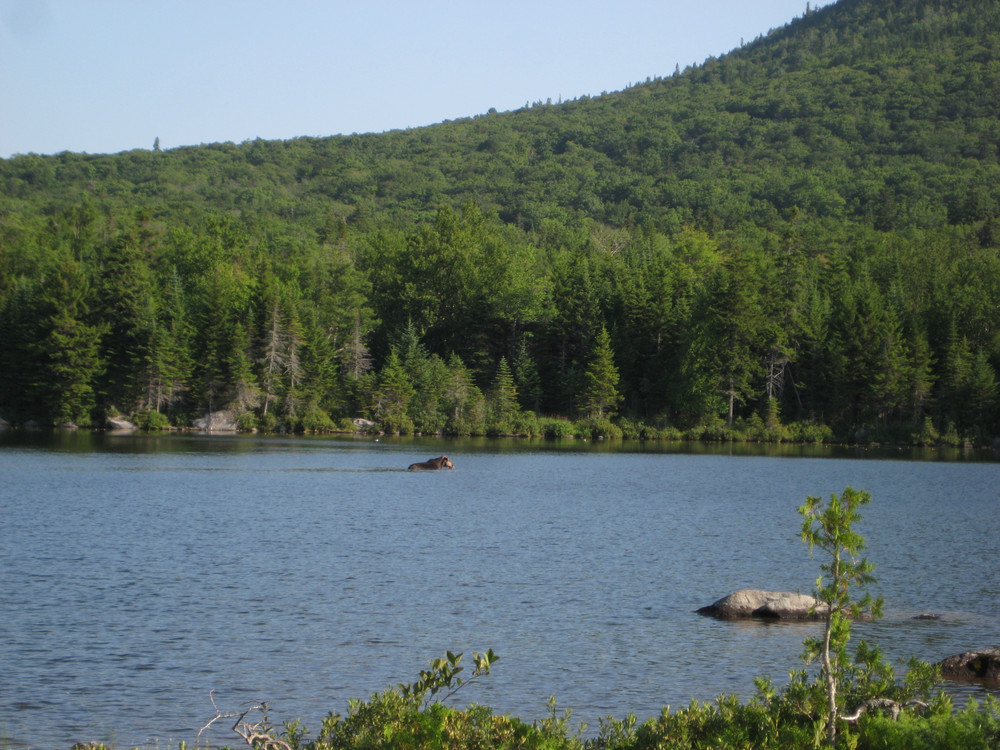 Moose feeding in Sandy Stream Pond (Credit: Philip Picotte)