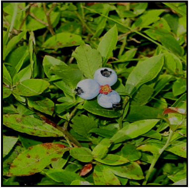 Lowbush Blueberries (Credit: Theresa Kerchner)