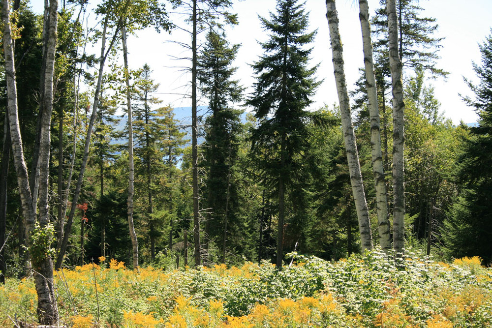 Flowers in Bloom Looking through Trees to Rangeley Lake (Credit: Shelby Rousseau)
