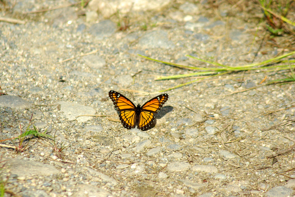 Viceroy Butterfly (Credit: Cindy Kamens)