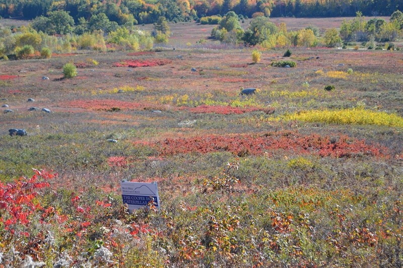 October colors on the Cooper Farm fields (Credit: Blue Hill Heritage Trust)