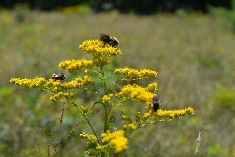 Bees on goldenrod in the Cooper Farm fields (Credit: Blue Hill Heritage Trust)