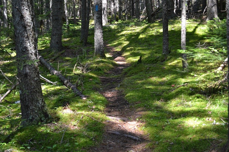 Mossy woods trail (Credit: Blue Hill Heritage Trust)