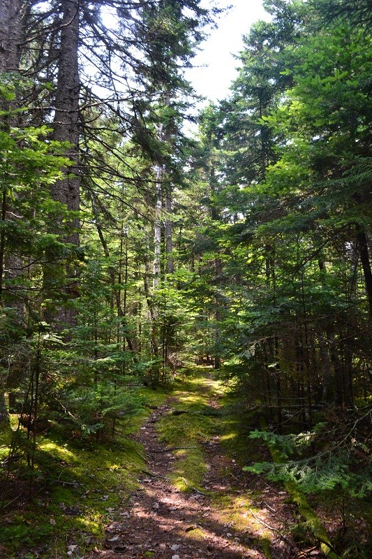 Woods trail (Credit: Blue Hill Heritage Trust)
