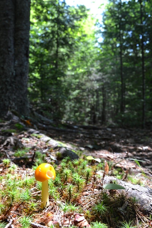 Yellow mushrooms on the woods trail (Credit: Blue Hill Heritage Trust)