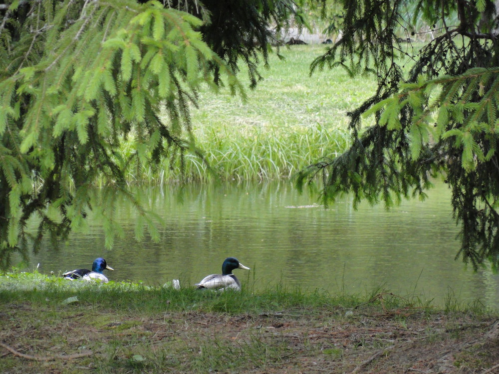 Duck Pond (Credit: Center for Community GIS)
