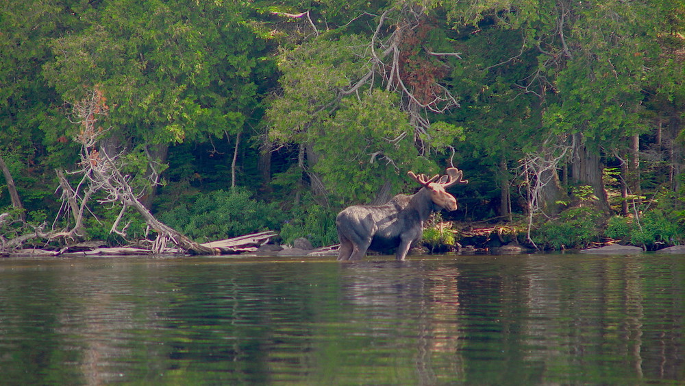 AMC Trails Trout Pond Ski Loop Maine Trail Finder