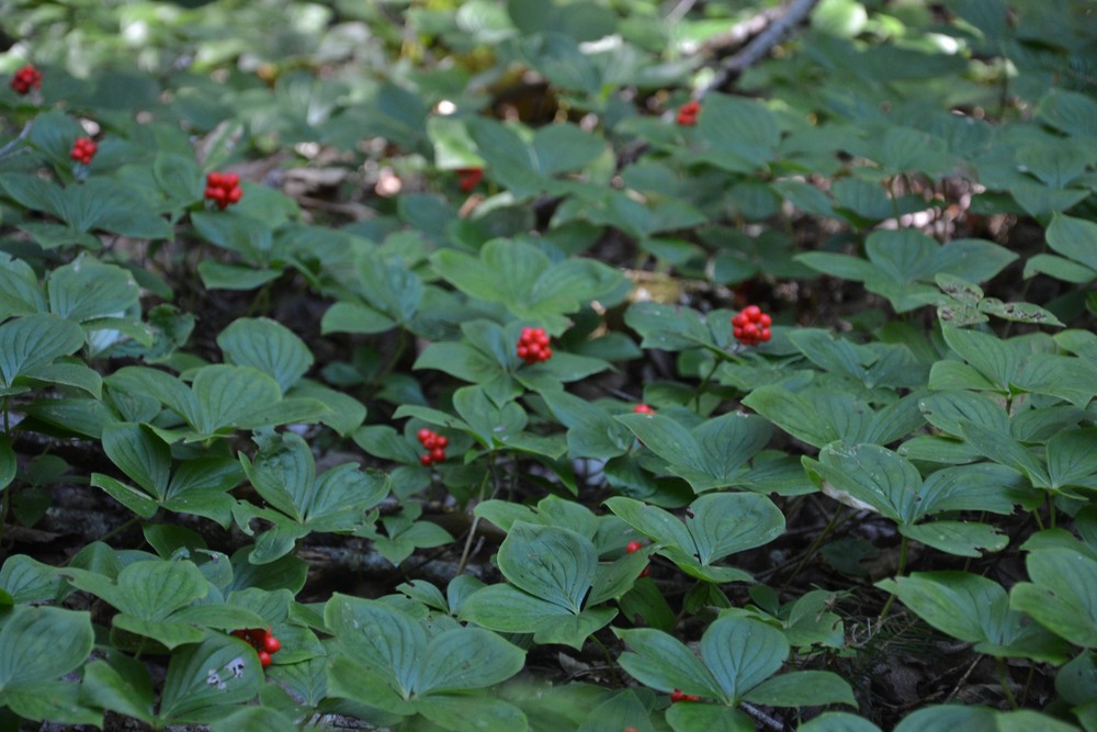 Bunchberries brighten the path (Credit: Maine Trail Finder)