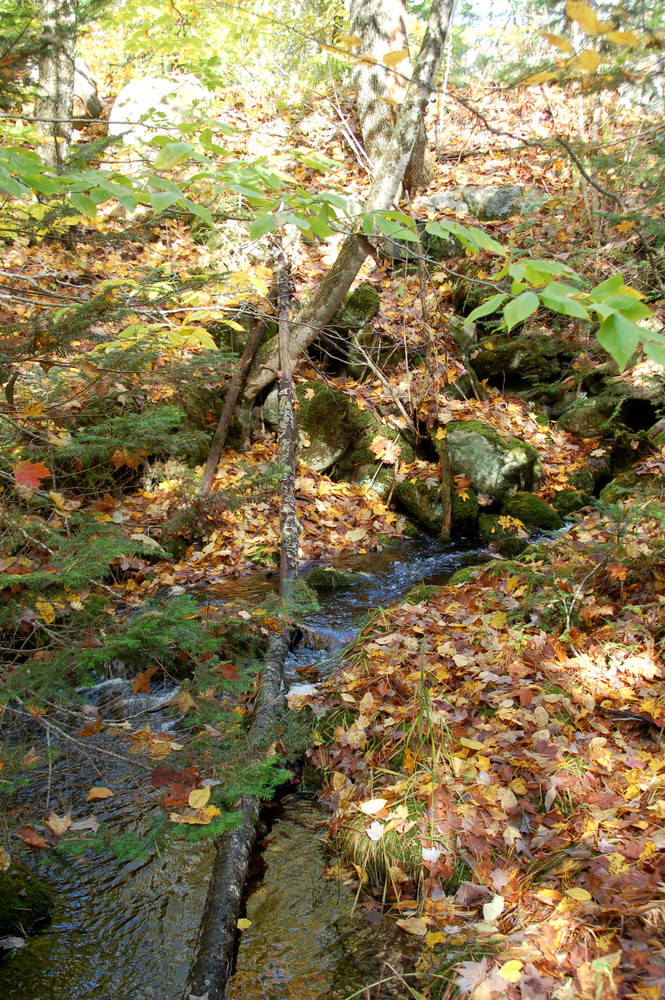 Macdonald Conservation Area & Readfield Town Farm Forest Maine Trail