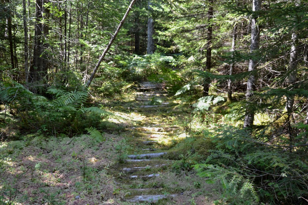 Remains of an old corduroy road in a lush section of trail (Credit: Maine Trail Finder)