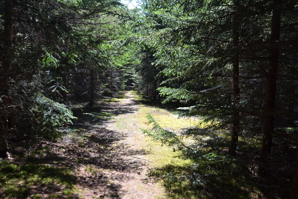 Dry, pine needled trail (Credit: Maine Trail Finder)