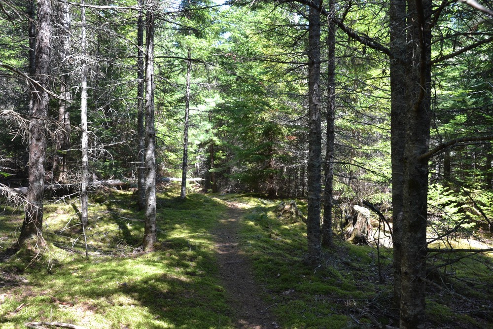 Narrower section of trail (Credit: Maine Trail Finder)