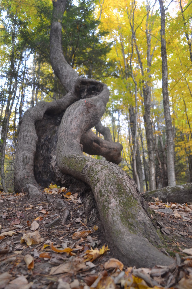 Interesting tree growth near the trail (Credit: Brian Kent)