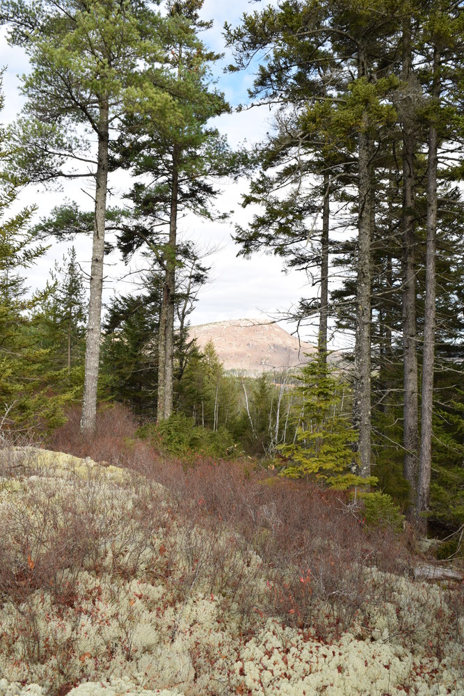 View of Schoodic Mountain through the trees (Credit: Frenchman Bay Conservancy)