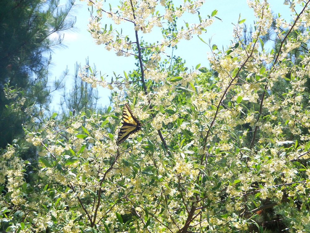 Eastern Tiger Swallow Tail at Cascade Park (Credit: Sara Caldwell)