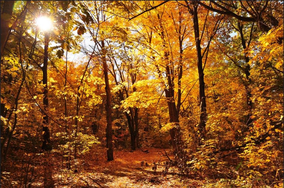 Park trails in the fall (Credit: Friends of Clifford Park)