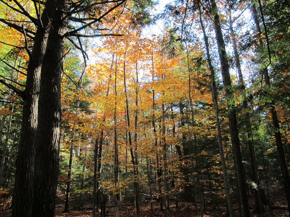 Fall color on French Mountain trail going up (Credit: M.Morris)