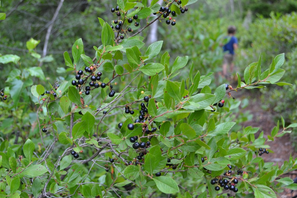 Huckleberries! (Credit: Blue Hill Heritage Trust)