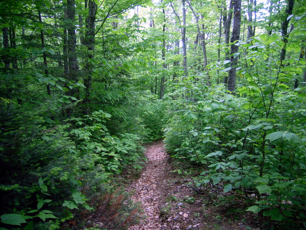 Hedgehog Mountain's forest floor trail (Credit: Aroostook Outdoors)