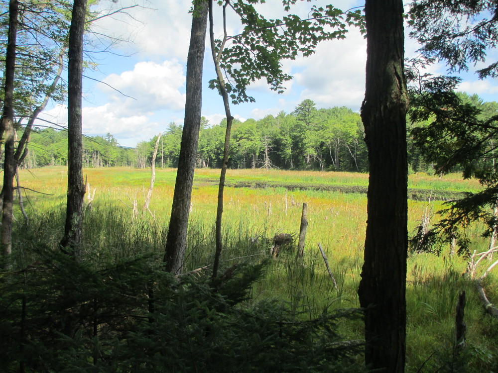Coubers Brook Marsh (Credit: Maine Trail Finder)