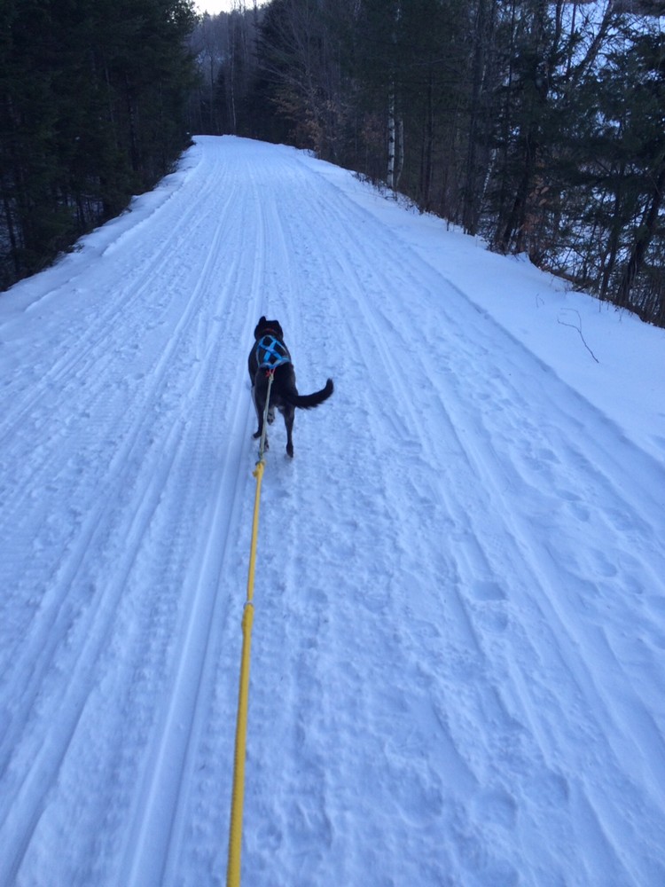 Skijoring along the trail (Credit: Steve Engle)