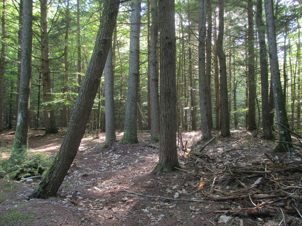'Enchanted Forest' an old pine forest on the preserve's white trail (Credit: Maine Trail Finder)