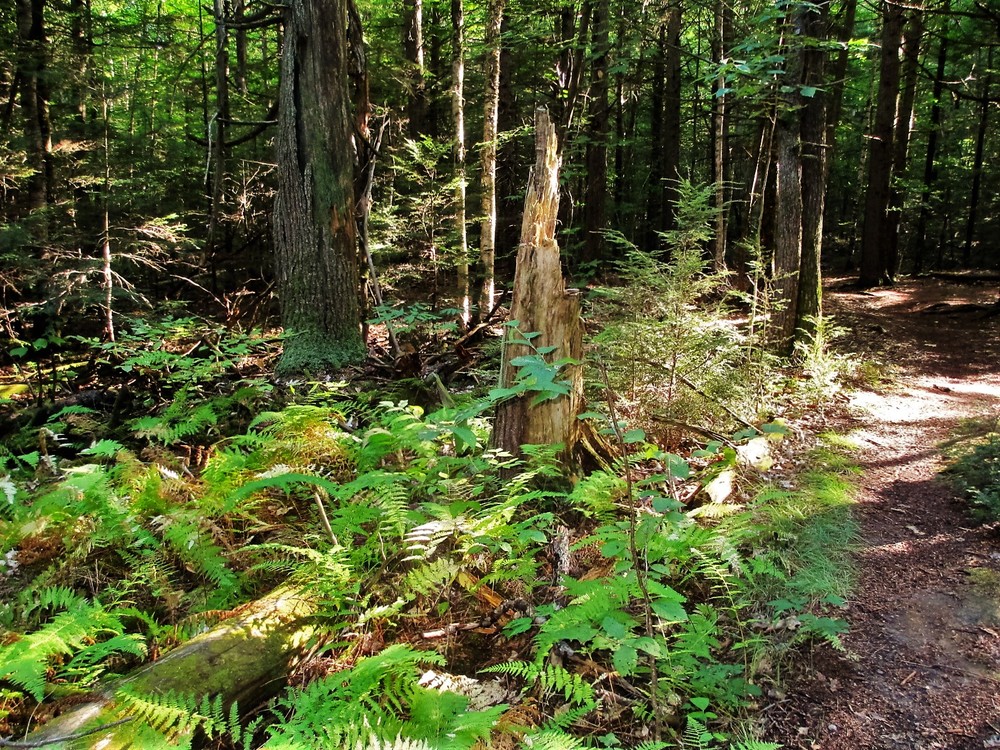 Ferns grow profusely throughout the preserve (Credit: Maine Trail Finder)