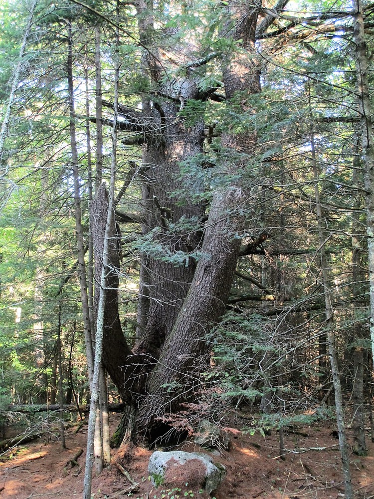 Old-growth pine on the south edge of the property (Credit: Maine Trail Finder)