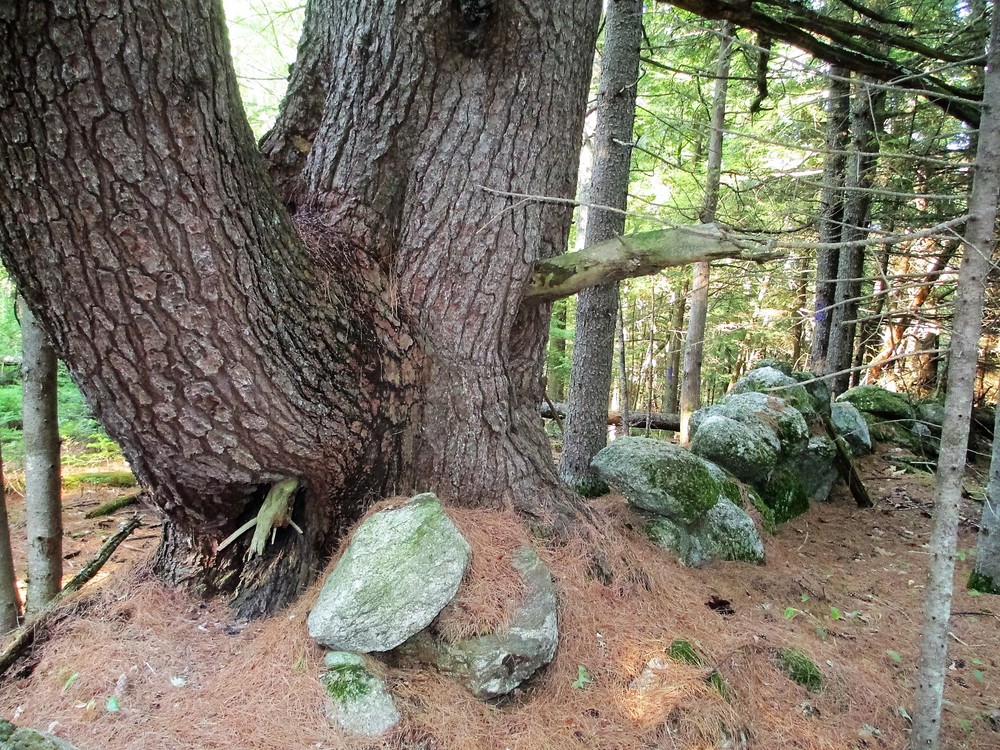 Stonewalls run the perimeter of the property (Credit: Maine Trail Finder)