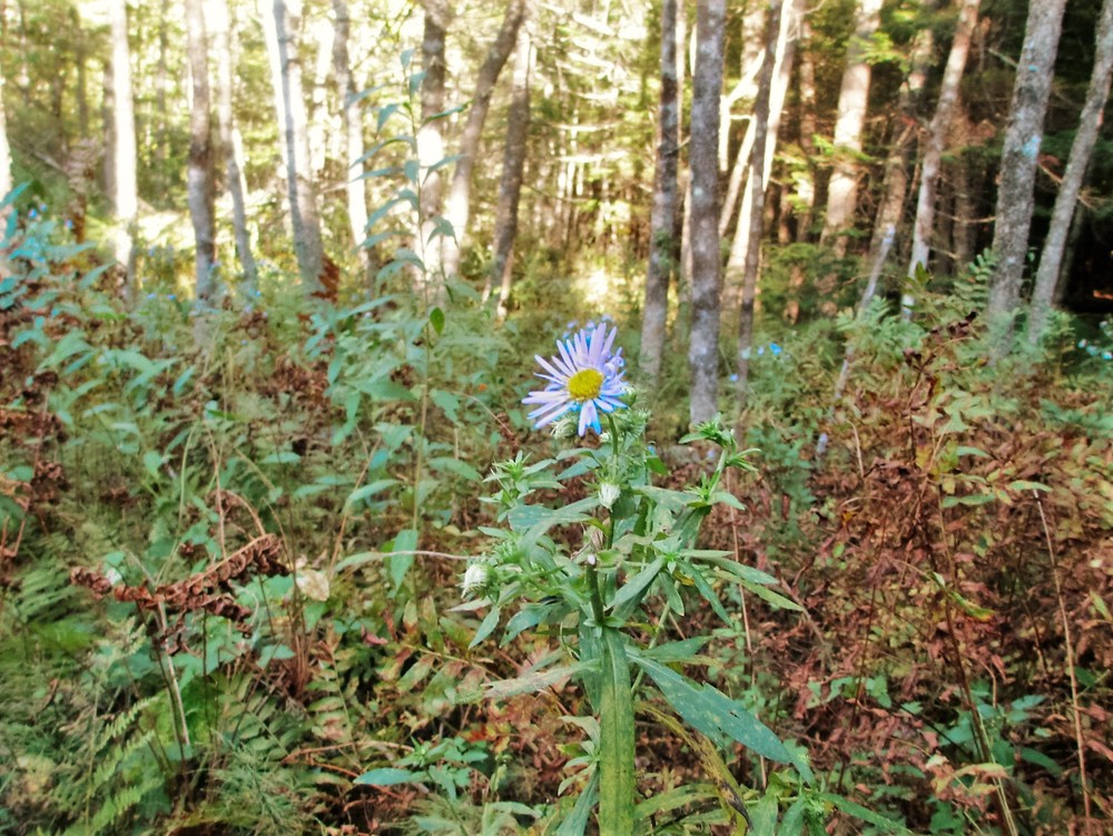 Late-summer flowering (Credit: Maine Trail Finder)