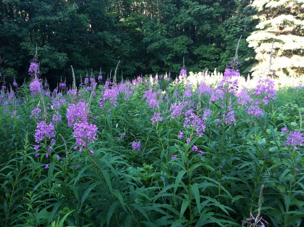 Fireweed along the trail (Credit: Evan Watson)