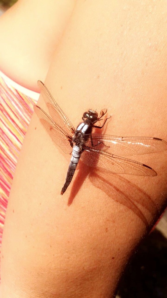 A dragonfly, saving Mom from the horseflies (Credit: Samantha Lavoie with Christina Emerson)