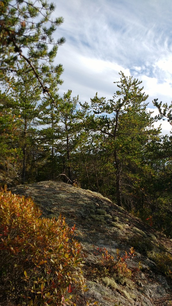 Jack Pine Trail (Credit: Dawn Charnetzky)