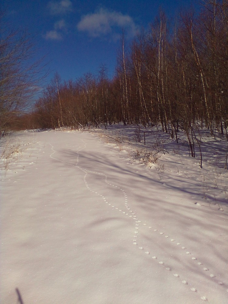 Fresh tracks for all - hitting some powder before the groomer (Credit: Maine Trail Finder)