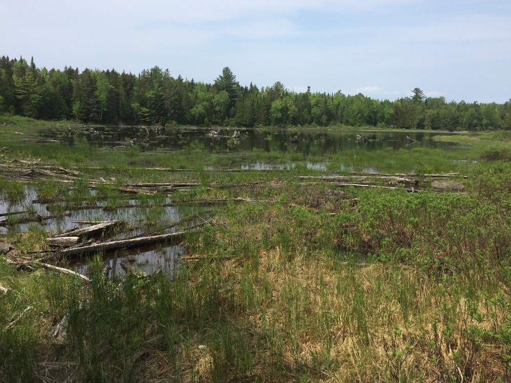 Mooselookmeguntic wetlands (Credit: Maine Trail Finder)