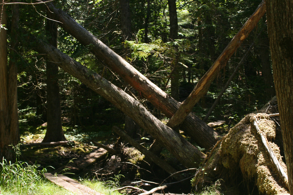 Precarious Tree Trunks Hang Over the Trail (Credit: L. L. Wall (Panoramio))