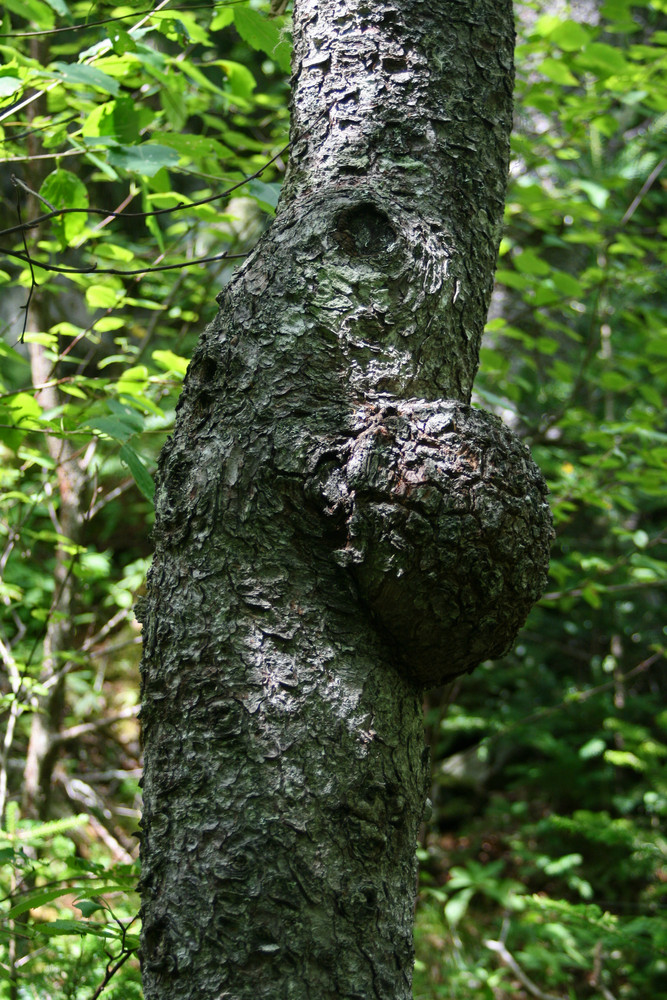Hardwood Burl on Trailside Tree (Credit: L. L. Wall (Panoramio))