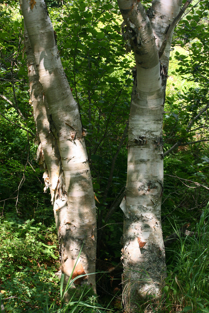 White Birches (Credit: L. L. Wall)