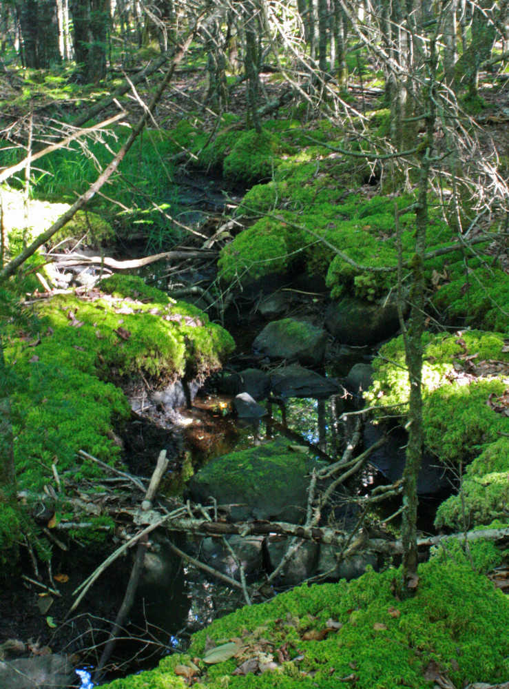 Mossy Brook (Credit: L. L. Wall (Panoramio))