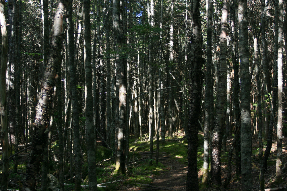 Spindly Regrowth in Crowded Forest (Credit: L. L. Wall (Panoramio))