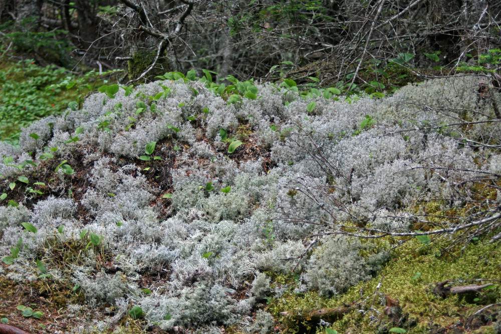a forest of lichen next to the Coast Guard Trail (Credit: L. L. Wall @ Panoramio)