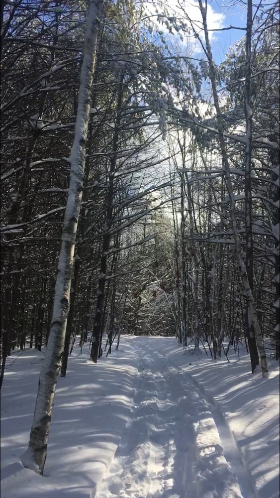 White Pine trail (Credit: Jerry Bessette)